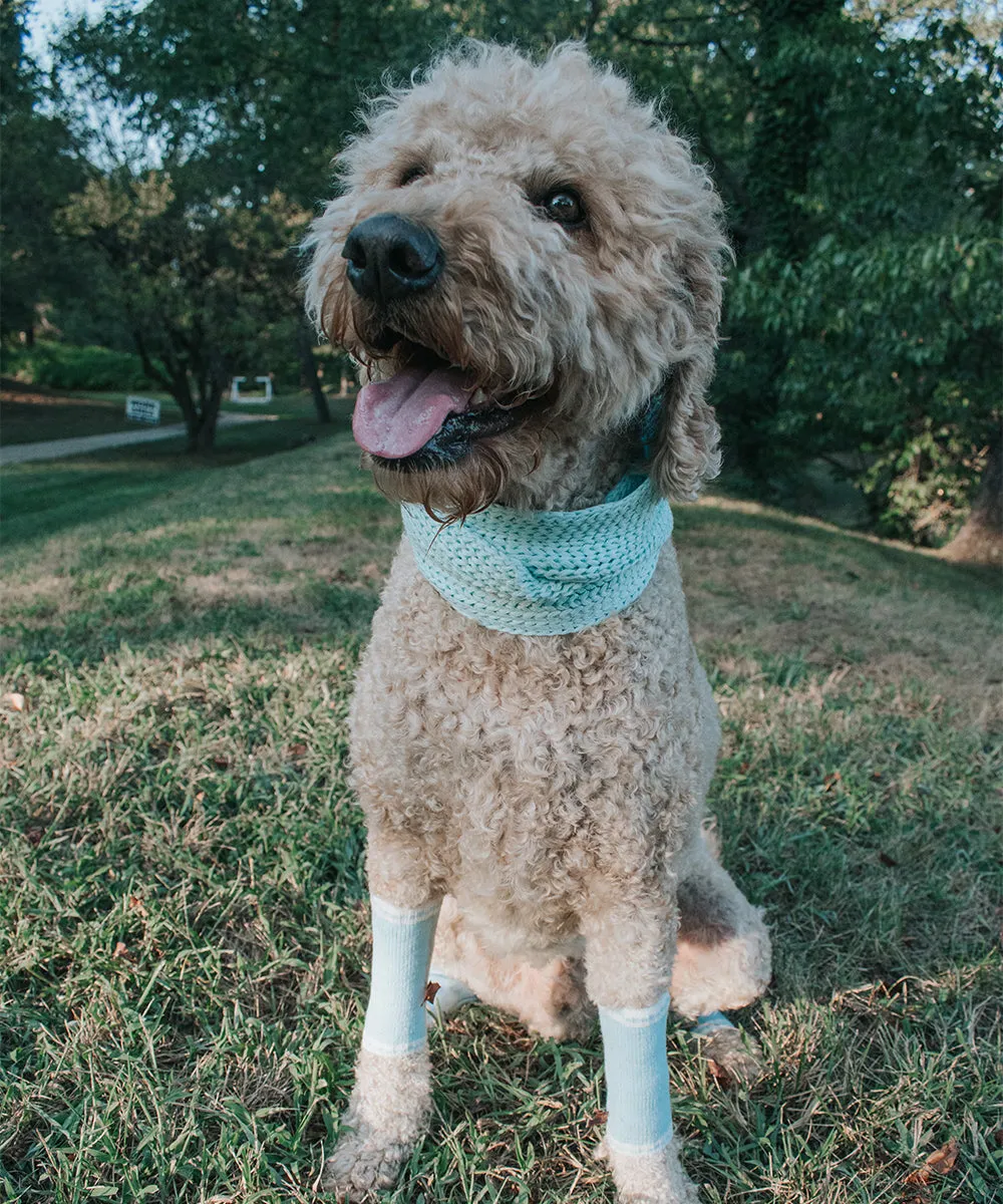 Dog Infinity Scarf - Blue